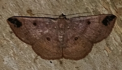 Parilexia cermala