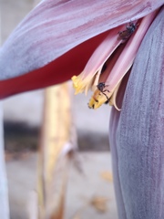 Trigona fulviventris