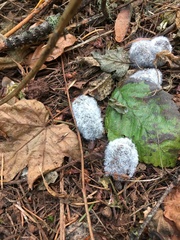 Pilobolus crystallinus