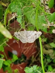 Frederickia nigricomma