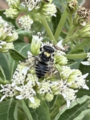 Megachile albitarsis