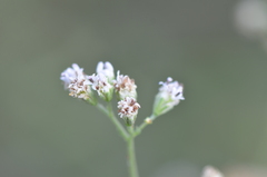 Florestina tripteris