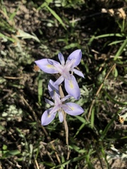 Moraea stricta