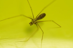 Pholcus opilionoides