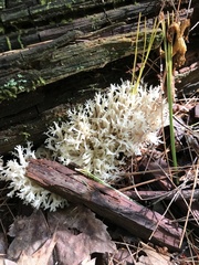 Clavulina coralloides