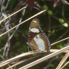 Hypolimnas misippus