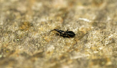 Temnostethus gracilis