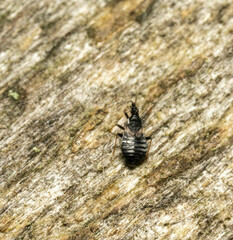 Temnostethus gracilis