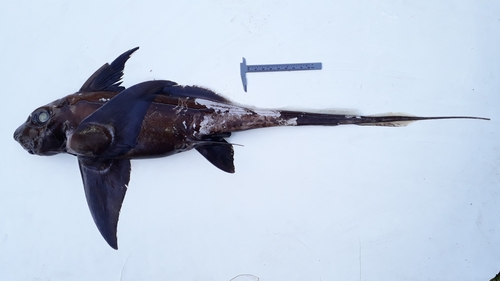 Bigeye Chimaera (Hydrolagus macrophthalmus) · iNaturalist Canada