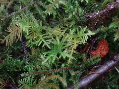 Kindbergia oregana
