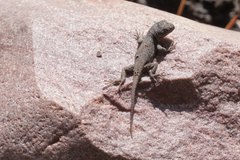 Sceloporus tristichus