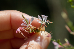 Oenothera filiformis