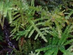 Kindbergia oregana
