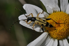Rutpela maculata