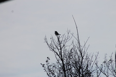 Thryomanes bewickii