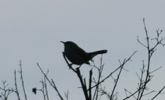 Thryomanes bewickii