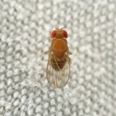 Drosophila melanogaster