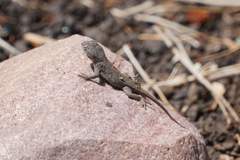 Sceloporus tristichus