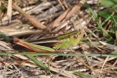 Stenobothrus lineatus