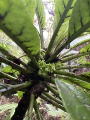 Cyanea aculeatiflora
