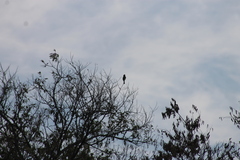Thryomanes bewickii