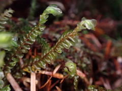 Plagiochila