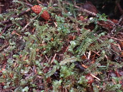 Plagiochila