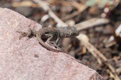 Sceloporus tristichus