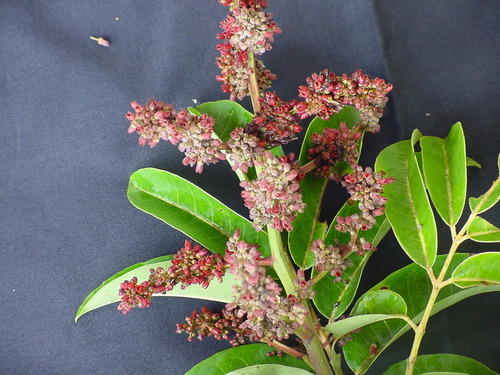 Trattinnickia mensalis