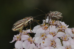 Horistus orientalis