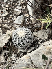 Echinocereus reichenbachii caespitosus