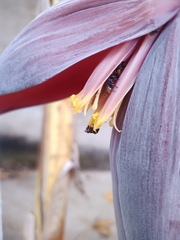 Trigona fulviventris