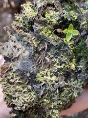 Riccia huebeneriana