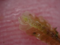 Calypogeia