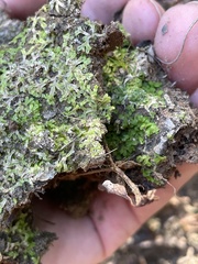 Riccia huebeneriana