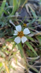 Bidens odorata