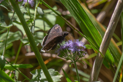 Erynnis funeralis