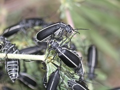 Epicauta cinctipennis