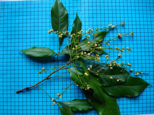 Melicoccus espiritosantensis