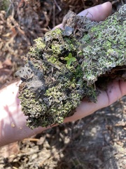 Riccia huebeneriana