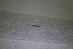 Mediodactylus danilewskii