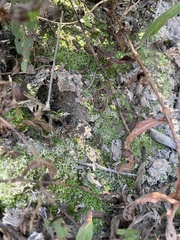 Riccia huebeneriana