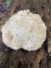 Hericium erinaceus