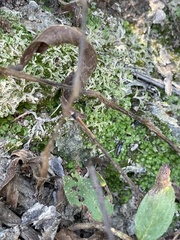 Riccia huebeneriana