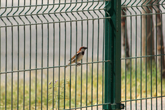 Passer domesticus