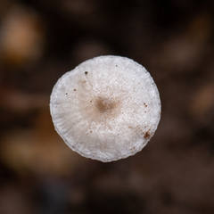 Collybia