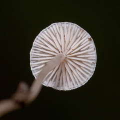 Collybia