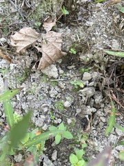 Riccia huebeneriana