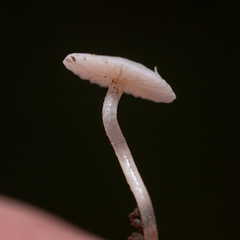 Collybia
