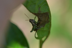 Paraidemona